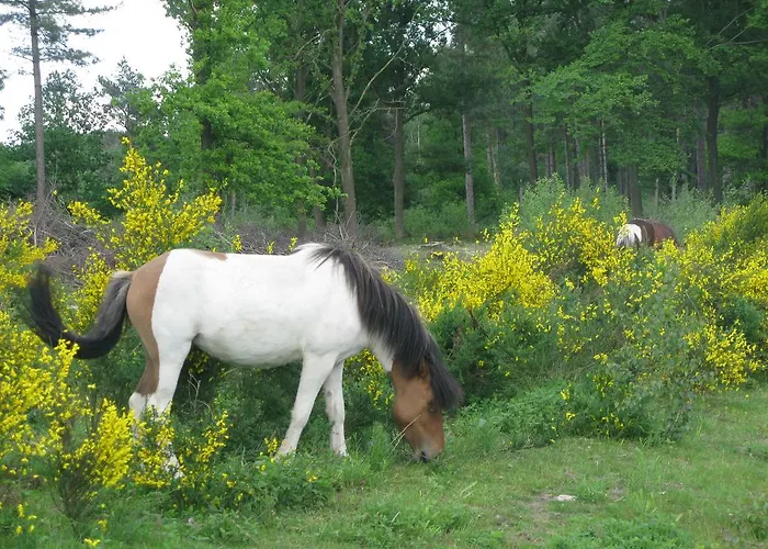 Bed & Breakfast De Beverhoek Roggel